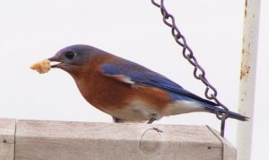 Eastern Bluebird