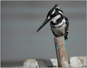 Pied Kingfisher