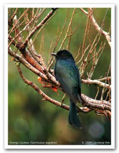 Drongo Cuckoo