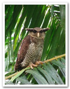 Barred Eagle Owl