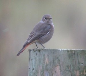 Black Redstart