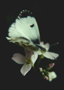 Female Orangetip