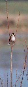 Reed Bunting...