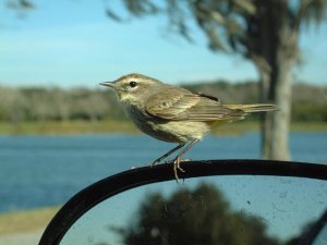 Palm Warbler