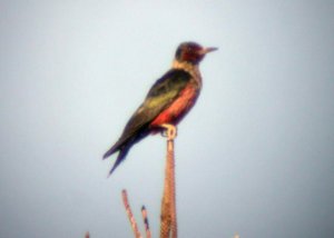 Lewis's Woodpecker