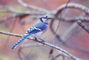 Bluejay