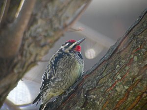 Yellow-bellied Sapsucker