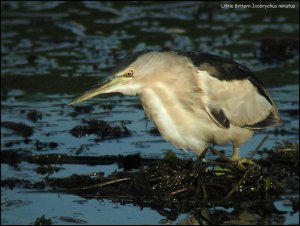 Little Bittern