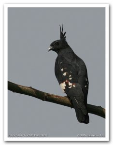 Black Baza