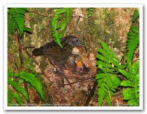 Streaked Wren-Babbler