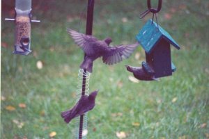 The Suet Wars