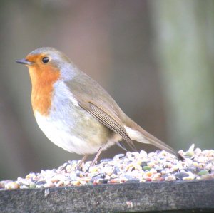 Robin on Bird Table