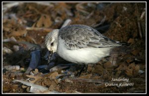 Sanderling