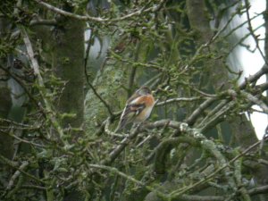 Brambling