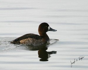Greater Scaup female