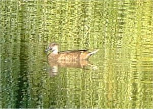 Feral White-cheeked Pintail