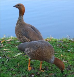 Feral Ruddy-Headed Goose