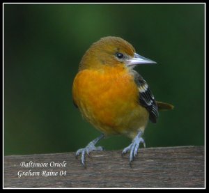 Baltimore Oriole