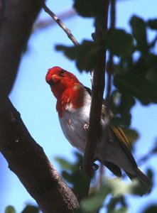 Redheaded weaver