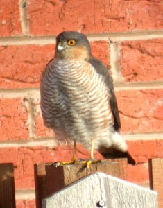 Sparrowhawk