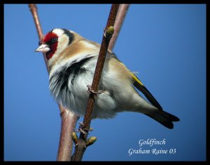 Goldfinch