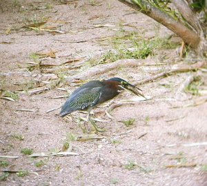 Green_Heron3ss