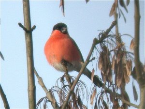 Bullfinch