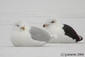 Glaucous & Great Black-backed Gulls