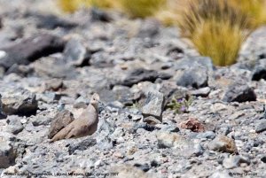 Golden-spotted Ground-dove