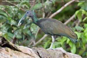 Green Ibis