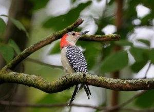 Red Bellied woodpecker