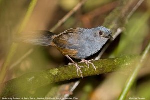 Slaty Bristlefront