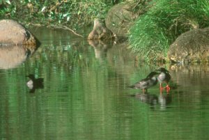 Brazilian Merganser