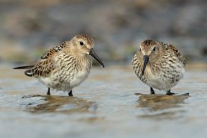 Dunlin