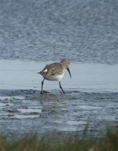 Curlew Sandpiper