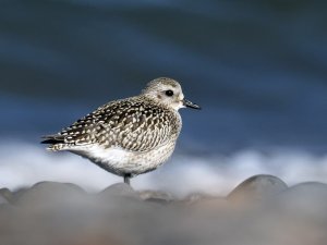 Grey Plover