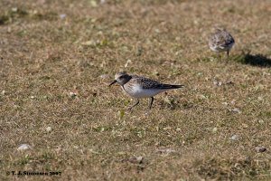 Baird's Sandpiper