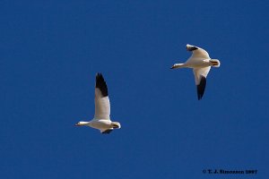 Snow Geese