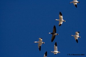 Snow Geese