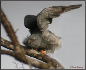 Plumbeous Kite