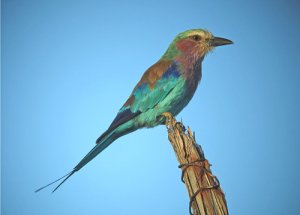 Lilac-breasted Roller