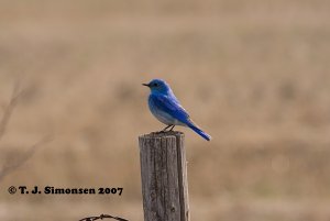 Mountain Bluebird