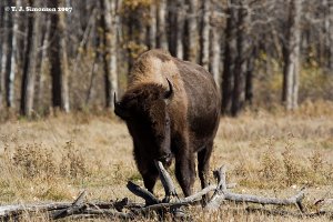Nose-picking Bison