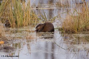 Common Muskrat