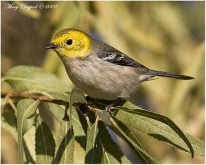 Hermit Warbler