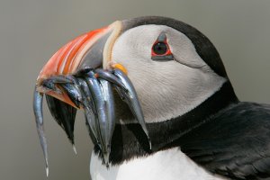 Puffin with Sandeels