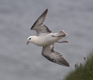 Fulmar