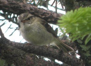 Sichuan Leaf Warbler