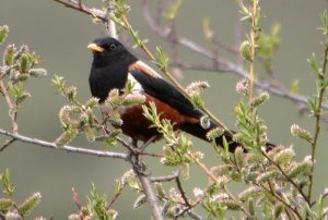 White-backed Thrush