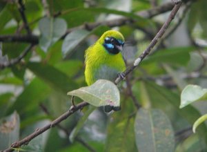 Blue-whiskered Tanager